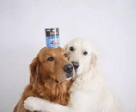 娱乐吃瓜君金毛,揭秘吃瓜君背后的故事